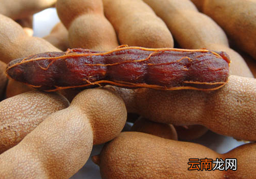 甜角什么时候播种? 甜角种植方法介绍