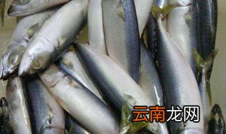 鲭鱼又称什么鱼 鲭鱼介绍