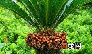 大铁树身上的小铁树怎么移植 大铁树身上的小铁树如何移植