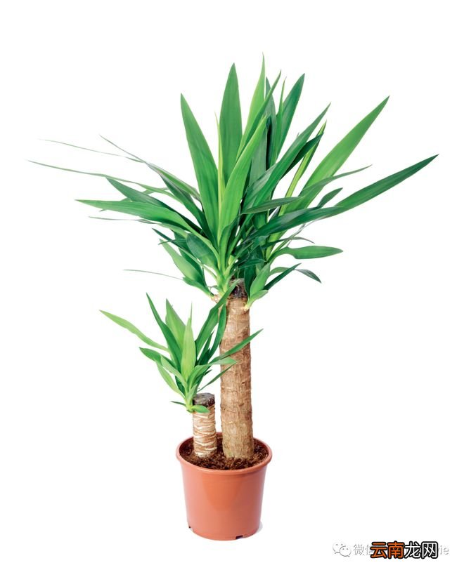 室内空气净化须知