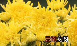 菊花几月份开 菊花的开花时间