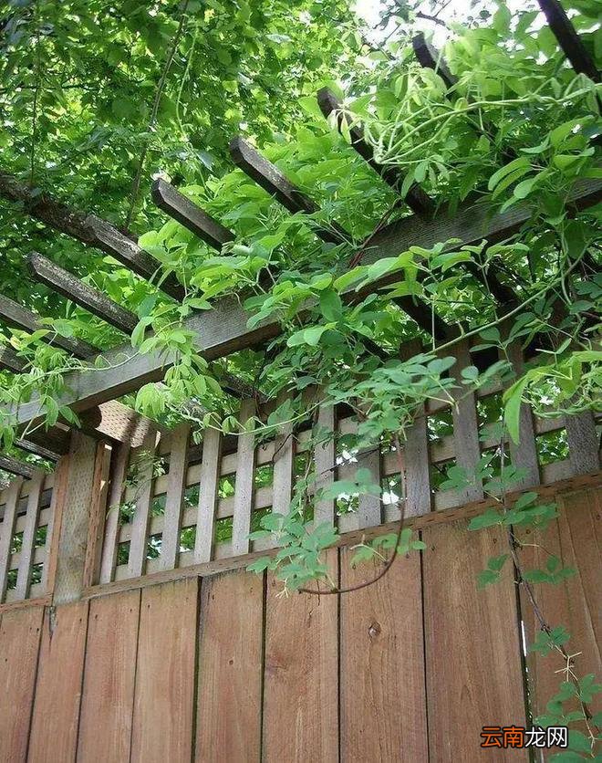 理想小院：院墙不砌砖，整个改成廊架式，种瓜纳凉一个不耽误！