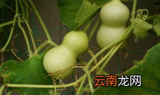 床头放葫芦有什么忌讳 床头可以摆放葫芦吗