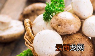 白雪菇的家常做法大全 白雪菇怎么做好吃