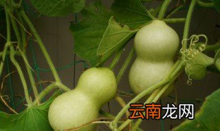 葫芦放在办公室哪里招财 葫芦挂在客厅哪里招财