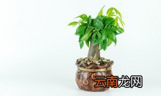 招财树放到办公室哪里 招财树放办公室什么位置