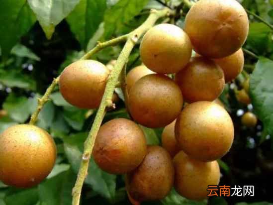 黄皮果是山黄皮吗? 黄皮果和山黄皮有什么区别