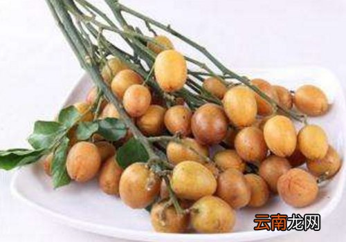 黄皮果是山黄皮吗? 黄皮果和山黄皮有什么区别