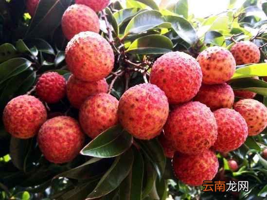 雪碧和西瓜能一起吃吗? 荔枝和雪碧能一起吃吗