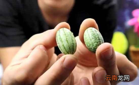 拇指西瓜一口能吃几个? 拇指西瓜多少钱一斤