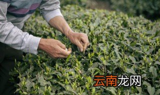 茶叶的原产地是哪 茶叶的出产地都是哪里