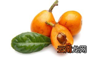 枇杷是几月份成熟的 枇杷成熟的月份