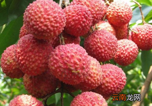 桂味荔枝好吃吗? 桂味荔枝为什么叫桂味