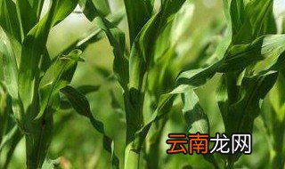 玉米苗被鸟吃怎么解决 玉米苗被鸟吃如何解决