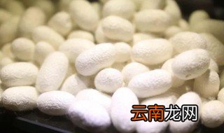 蚕放在盒子里要盖吗 把蚕放在盒子需要盖上盖子吗