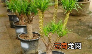 龙血树怎样换盆 龙血树换盆方法和注意事项
