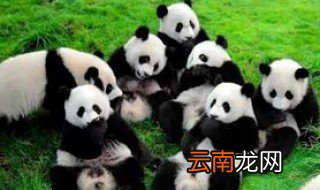大熊猫怎么玩耍的 大熊猫如何玩耍的