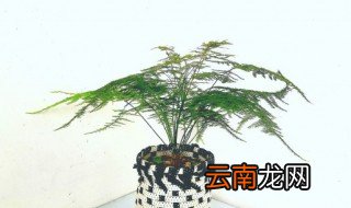 文竹换盆方法注意事项 文竹换盆方法注意事项视频