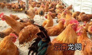 散养公鸡的养殖方法 散养公鸡如何养殖