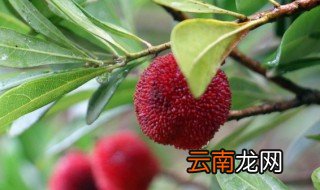 种植水果施肥时间及方法，种植水果施肥时间及方法图片