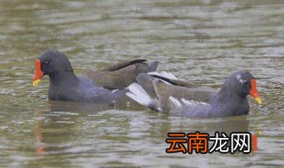 黑水鸡的人工养殖方法 黑水鸡的人工如何养殖
