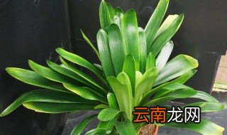 群兰换盆方法和注意事项 群兰换盆方法和注意事项视频