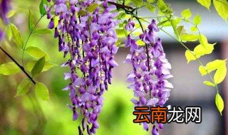 紫藤春天施肥方法及时间 紫藤春天要不要施肥