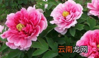 春节牡丹施肥方法和时间表格 春节牡丹施肥方法和时间