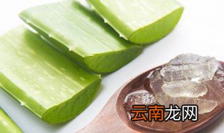 芦荟的养殖方法 芦荟的养殖方法介绍
