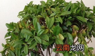 非洲墨绿怎么养殖方法 非洲墨绿如何养殖