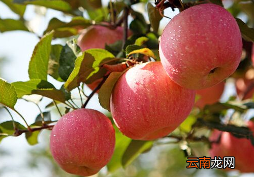 苹果和桃子能一起榨汁吗 ?桃子和苹果哪个热量高