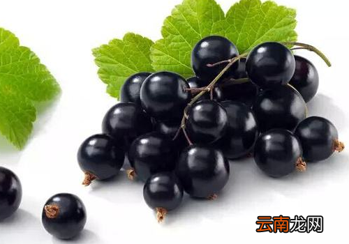 黑醋栗是什么 黑醋栗和黑加仑的区别