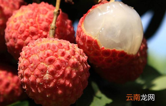 荔枝什么品种最好吃
