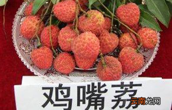 荔枝什么品种最好吃