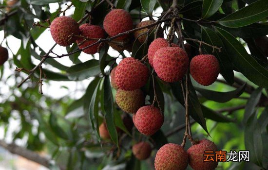 荔枝什么品种最好吃