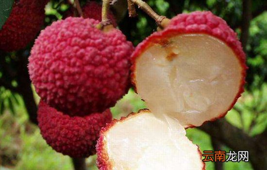 荔枝什么品种最好吃