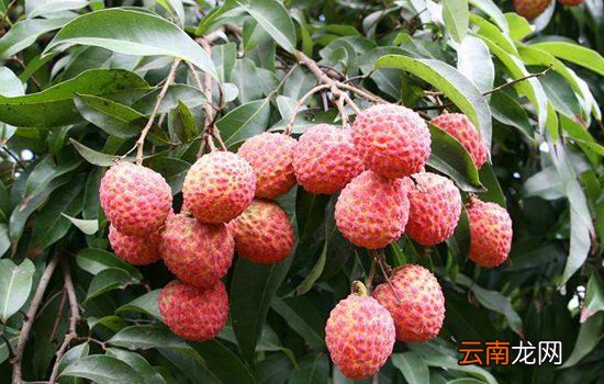 荔枝什么品种最好吃