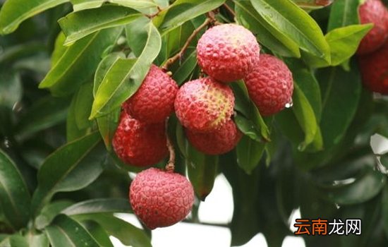 荔枝什么品种最好吃