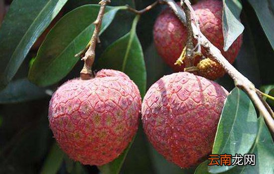 荔枝什么品种最好吃