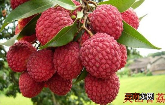 荔枝什么品种最好吃