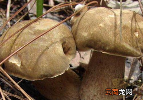 牛肚菌的功效与作用? 牛肚菌多少钱一斤