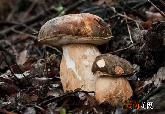 牛肚菌的功效与作用? 牛肚菌多少钱一斤