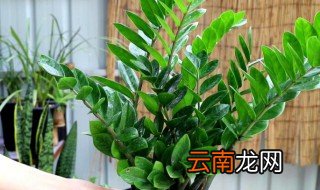 龙须树怎么养殖方法 龙须树如何养殖