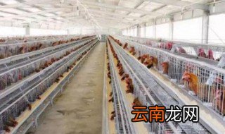 散养鸡的养殖方法鸡舍 散养鸡的五种鸡舍建设方法