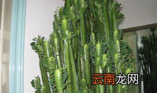 龙骨花的养殖方法移植 龙骨花如何养殖