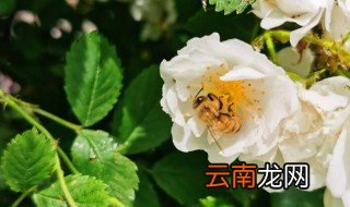 蔷薇花的养殖方法盆栽 蔷薇花如何养殖
