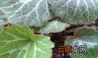 金丝荷叶的养殖方法 金丝荷叶如何养殖