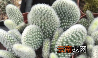 叶仙人掌的养殖方法 叶仙人掌如何养殖