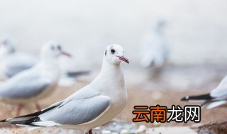 养鸽子的禁忌 养鸽子的禁忌是什么