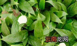 彩掌的养殖方法和注意事项 彩掌如何养殖